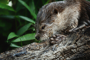 Otter (Lutra Lutra) and her cuteness and her funny face