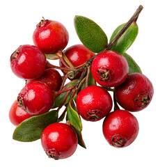 Red berries on a branch with green leaves isolated on black background