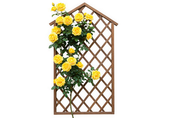 A wooden trellis with yellow roses climbing it, isolated on transparent background