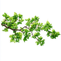 Delicate Spring Branch with Lush Green Leaves , PNG isolated cut out image