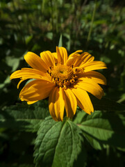 Warmly lit close-up of a vibrant yellow Heliopsis sunflower-like bloom