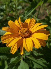 Golden Yellow Heliopsis Flower Bathed in Sunlight