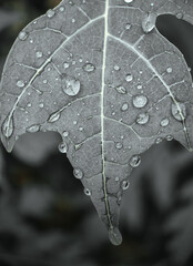 A close-up black and white photograph of a rain-soaked leaf, ideal for use as a background