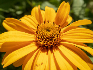 Sunlit close-up of a vibrant yellow Heliopsis flower