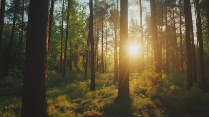 Obraz premium Beautiful spring forest with bright sun shining through trees