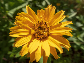 Bright yellow Heliopsis flower blooming in summer sunlight