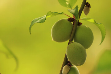 green plums on branch, tree