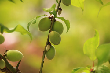 green plums on branch, tree