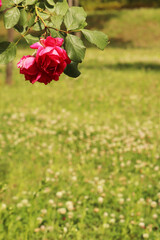 lawns and roses sunny days