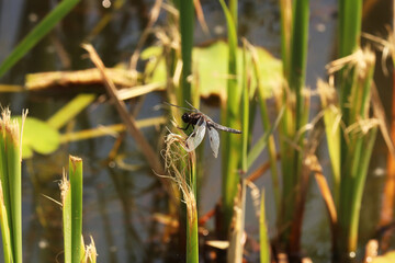 dragonfly on the grass
