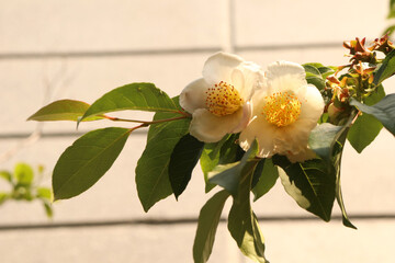 Korean stewartia flowers