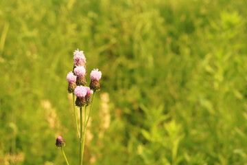 Lyre-shape hemistepta