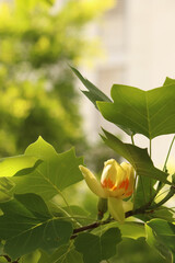tulip tree