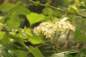 Sorbus alnifolia, white flowers