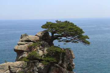 pine tree on the coast