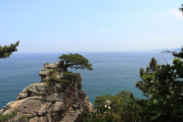 pine tree on the coast