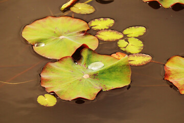 lotus leaves