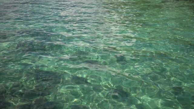 Underwater natural background animation with blue clean sea water. Life on the ocean floor between grass, small fish and soaring air bubbles. 4K