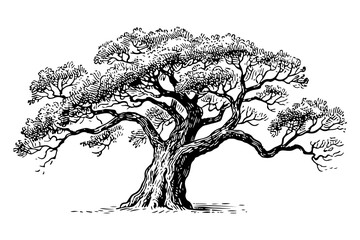 Oak tree vector engraving style illustration