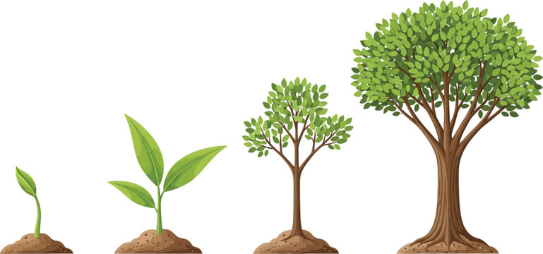 Illustration of tree growth stages from seedling to mature tree on a white background showing progress