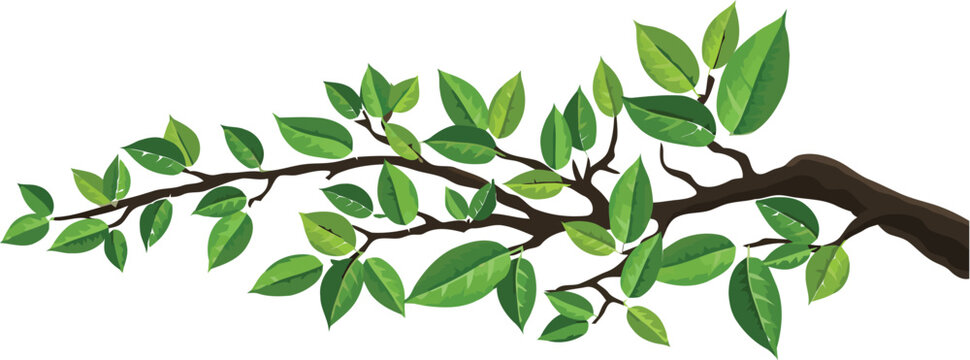 A branch with green leaves extending across a white background in a nature illustration style image