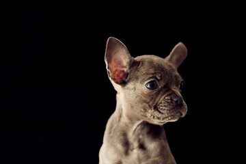 Adorable French Bulldog Puppy Portrait Against a Black Background