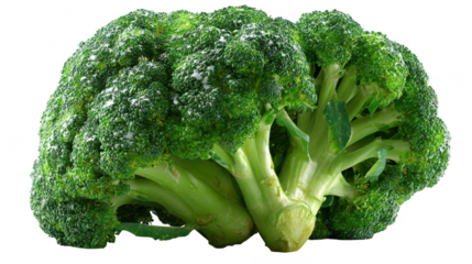 Close view of fresh green broccoli head on transparent background