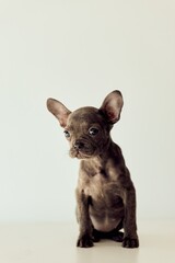 Adorable French Bulldog Puppy Sitting on a Bright Neutral Background