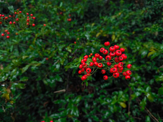 Vibrant red berries amidst lush green foliage