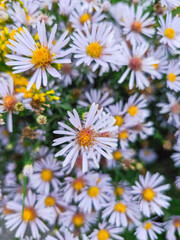 Delicate purple aster flowers blooming in garden