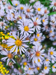 Obraz premium Delicate purple wild asters blooming in meadow creating stunning floral background
