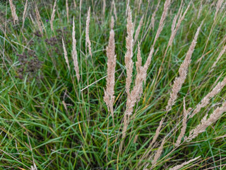 Wild grasses growing in green field meadow