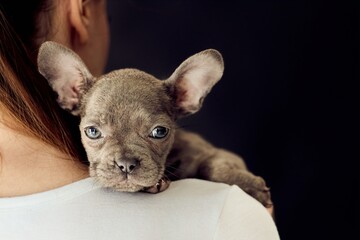 Adorable French Bulldog Puppy Embraced on Shoulder Against Black Background