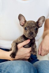 Adorable French Bulldog Puppy Sitting in Lap and Looking Curious