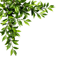 Lush green leaves on black background botanical corner design