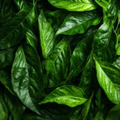 Fototapeta premium A close-up shot of lush green leaves, filling the frame and conveying a sense of nature's freshness