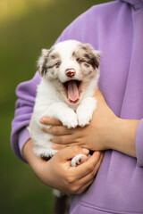small cute happy brown and white border collie puppy yawn portrait on owners hands with purple clothes with green and gold blur bokeh background. vertical