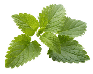 Fresh green lemon balm leaves isolated on transparent background