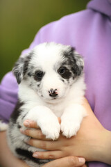 small cute happy black and white border collie puppy portrait on owners hands with purple clothes with green and gold blur bokeh background. vertical