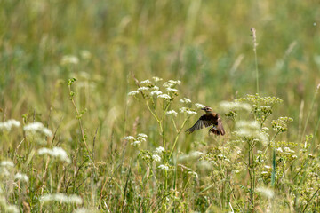 ein Vogel fliegt über eine Wiese