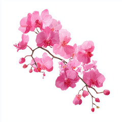 Delicate Pink Orchid Blooms , PNG isolated cut out image