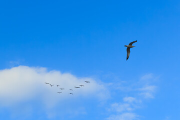a seagull and migratory birds in flight at the blue sky