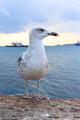 close-up of a seagull on the