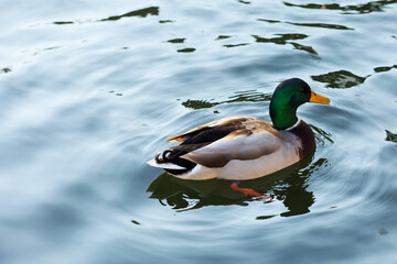 mallard duck on the water and waves of the water