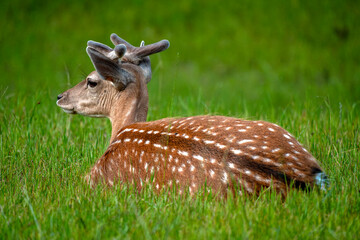 ein junger Damhirsch im grünen Gras