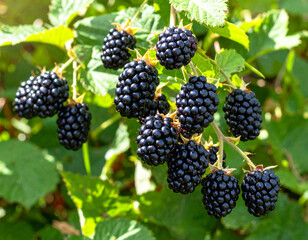 blackberry in the garden