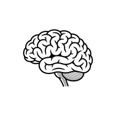 Vector art of a human brain anatomy isolated on white background