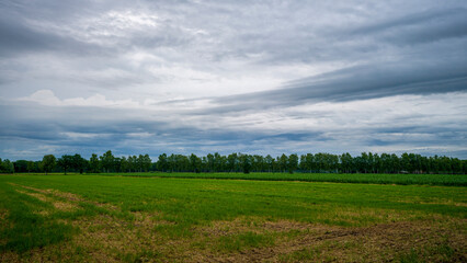 Landschaft mit Wiese Bäumen und dramatischem Himmel