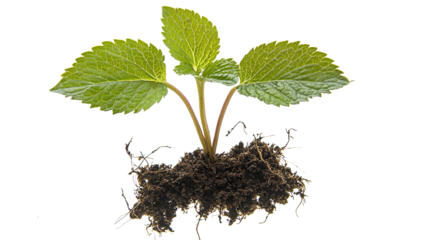 Young green shoots emerge from moist and fertile soil isolated on transparent background. PNG