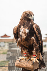 Close-up of a mongolian eagle used in traditional falconry